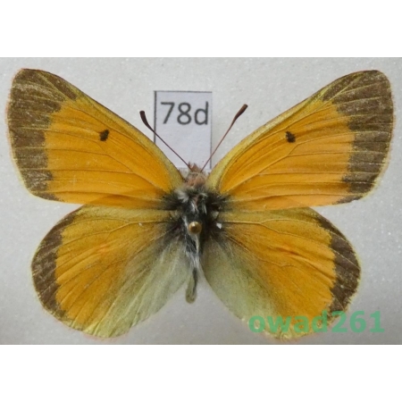 Colias hecla glacialis M'Lachlan, 1878 male Canada78d